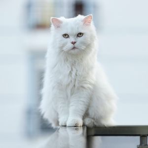 Preview wallpaper cat, pet, glance, fluffy