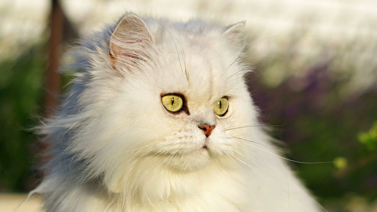 Wallpaper cat, pet, glance, fluffy, white, grass