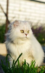 Preview wallpaper cat, pet, glance, fluffy, white, grass