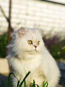 Preview wallpaper cat, pet, glance, fluffy, white, grass