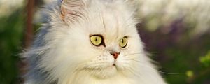 Preview wallpaper cat, pet, glance, fluffy, white, grass