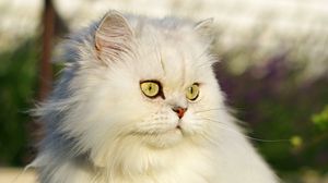 Preview wallpaper cat, pet, glance, fluffy, white, grass
