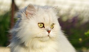 Preview wallpaper cat, pet, glance, fluffy, white, grass