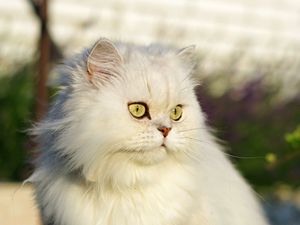 Preview wallpaper cat, pet, glance, fluffy, white, grass