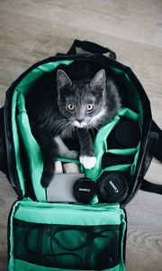 Preview wallpaper cat, pet, glance, bag, equipment