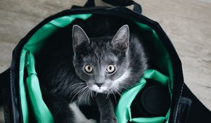 Preview wallpaper cat, pet, glance, bag, equipment