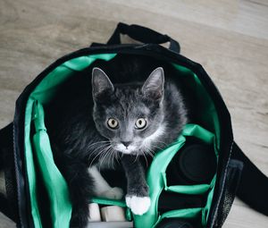 Preview wallpaper cat, pet, glance, bag, equipment