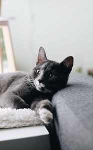 Preview wallpaper cat, pet, glance, face