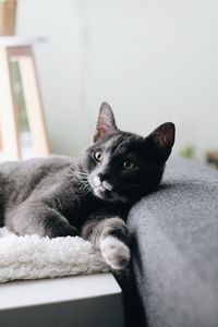 Preview wallpaper cat, pet, glance, face