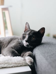 Preview wallpaper cat, pet, glance, face
