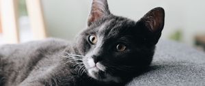 Preview wallpaper cat, pet, glance, face
