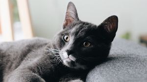 Preview wallpaper cat, pet, glance, face
