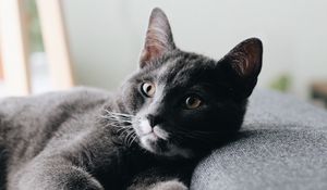 Preview wallpaper cat, pet, glance, face