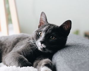 Preview wallpaper cat, pet, glance, face