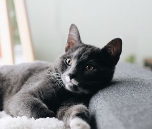 Preview wallpaper cat, pet, glance, face