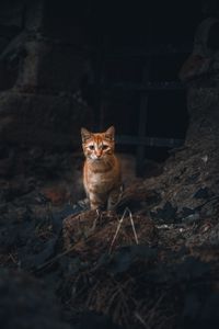Preview wallpaper cat, pet, glance, orange, animal