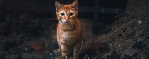 Preview wallpaper cat, pet, glance, orange, animal