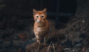 Preview wallpaper cat, pet, glance, orange, animal