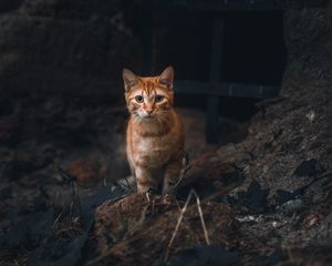 Preview wallpaper cat, pet, glance, orange, animal