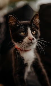 Preview wallpaper cat, pet, glance, muzzle, collar