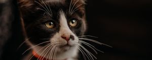 Preview wallpaper cat, pet, glance, muzzle, collar