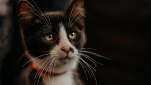 Preview wallpaper cat, pet, glance, muzzle, collar