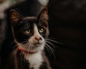Preview wallpaper cat, pet, glance, muzzle, collar