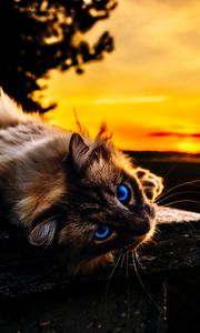 Preview wallpaper cat, pet, glance, eyes, muzzle