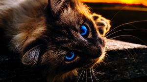 Preview wallpaper cat, pet, glance, eyes, muzzle