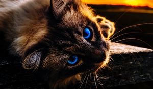 Preview wallpaper cat, pet, glance, eyes, muzzle