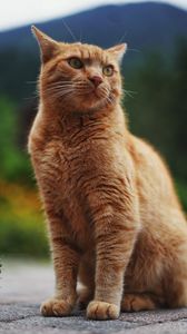 Preview wallpaper cat, pet, glance, orange, fluffy