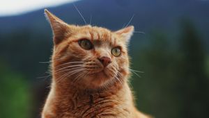 Preview wallpaper cat, pet, glance, orange, fluffy