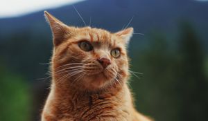 Preview wallpaper cat, pet, glance, orange, fluffy