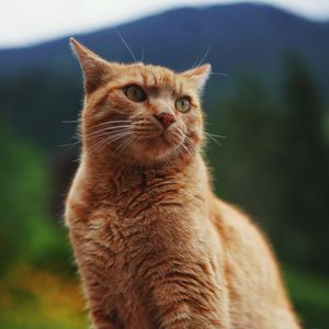 Preview wallpaper cat, pet, glance, orange, fluffy