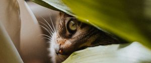 Preview wallpaper cat, pet, glance, plant, leaves