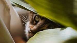 Preview wallpaper cat, pet, glance, plant, leaves