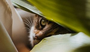 Preview wallpaper cat, pet, glance, plant, leaves