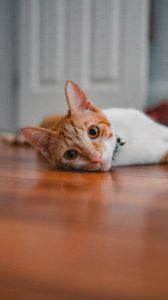 Preview wallpaper cat, pet, glance, ears