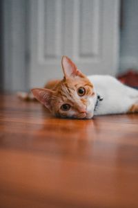 Preview wallpaper cat, pet, glance, ears