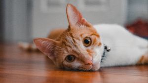 Preview wallpaper cat, pet, glance, ears