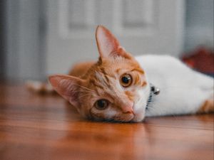 Preview wallpaper cat, pet, glance, ears