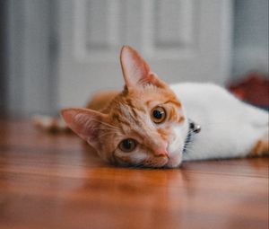 Preview wallpaper cat, pet, glance, ears