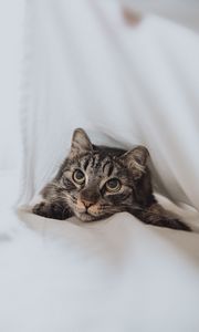 Preview wallpaper cat, pet, glance, eyes, white