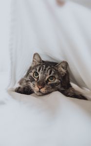 Preview wallpaper cat, pet, glance, eyes, white