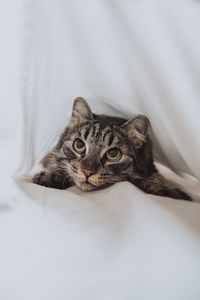 Preview wallpaper cat, pet, glance, eyes, white