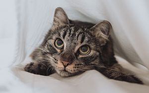 Preview wallpaper cat, pet, glance, eyes, white