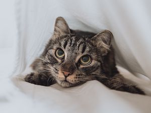 Preview wallpaper cat, pet, glance, eyes, white