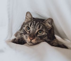 Preview wallpaper cat, pet, glance, eyes, white