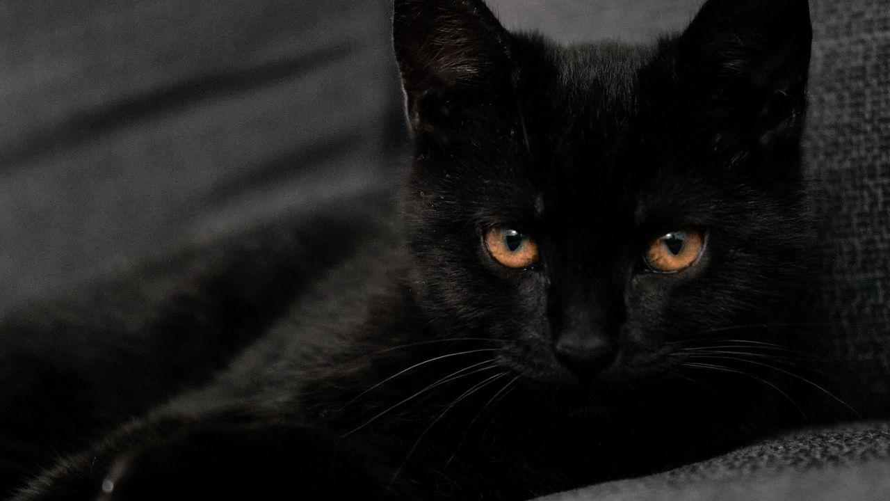 Wallpaper cat, pet, glance, black
