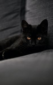 Preview wallpaper cat, pet, glance, black